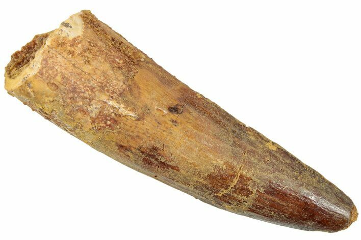 Fossil Spinosaurus Tooth - Real Dinosaur Tooth #239285